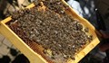 Мъж почина, след като бе нажилен от рояк пчели