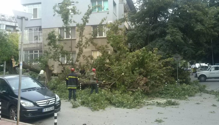 Кухо дърво се сгромоляса и стресна хората на ул. "Николай Здравков" в Русе