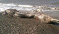 Морето изхвърли странно космато същество