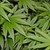 Разбиха оранжерия за марихуана в Русе