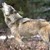 Вълк избяга от зоологическата градина в Благоевград