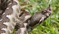 В България има 17 вида змии, само 5 са отровни!