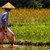 Китай отглежда ориз в пустинята