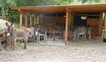 Откриват първия приют за стари магарета в България
