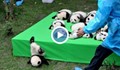 Китайци се похвалиха с 23 бебета панди от изчезващ вид