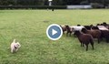 „Глутница” овце подгониха куче