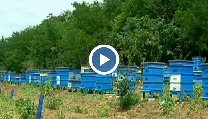 Пестициди убиват пчелите в Русенско
