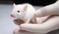 Учени отглеждат бъбреци в ембриони на плъхове