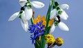 Започват проверки за търговия със защитени пролетни цветя
