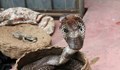 Индиец използва две отровни змии, за да убие жена си