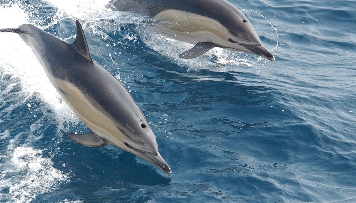 В Дейна Пойнт е регистрирана най-гъстата популация на делфини на планетата
