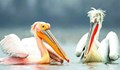 Енотовидно куче заплашва новоизлюпени пеликани в резервата "Сребърна"