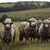 Снаряд уби стадо овце в Гърция