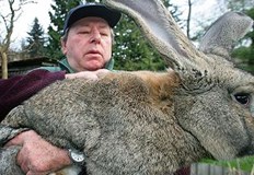Гигантски фламандски зайци ядоха маруля Гигантският заек Хъни претърпя съкрушителна загуба