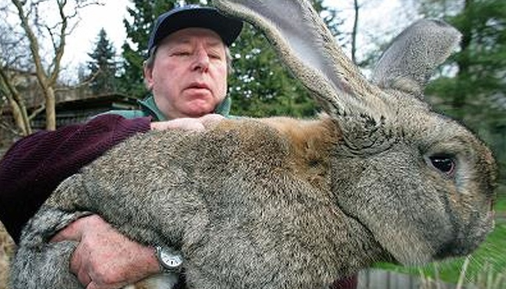 Гигантски фламандски зайци ядоха маруля Гигантският заек Хъни претърпя съкрушителна