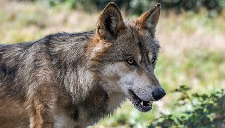Заловиха избягалия вълк от хасковския зоопарк при среднощна акцияМеждувременно стана