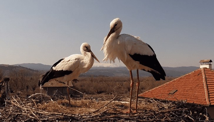 Българското дружество за защита на птицата (БДЗП) поднови излъчването на живо от гнезда на бели щъркели