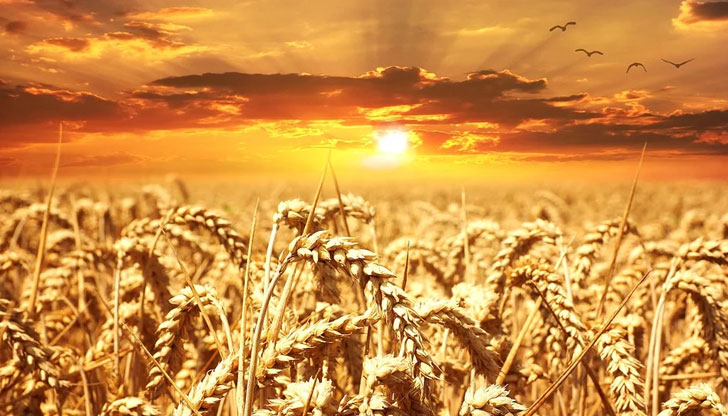 На световния пазар цените на пшеницата растатИзносът от Украйна, на