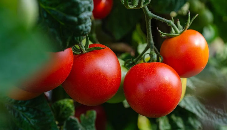 Оранжерийните домати родно производство са поскъпнали с още 16,1% само