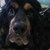 Ветеринарна клиника в Русе търси спешно кръв за куче с анемия