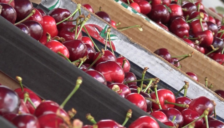 Български производители предложиха плодове и зеленчуци на фермерски пазар в