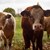 В Хърватия ваксинират добитъка поради поява на антракс