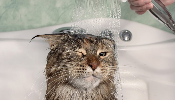 Къпането на котка е истинско изпитание, както за собственика, така
