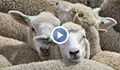 България може да остане без овче мляко