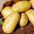 Горещото лято свива реколтата от картофи в Европа