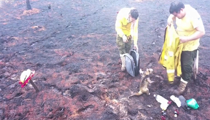 Видеото със спасения от горски пожар мравояд стана хит в