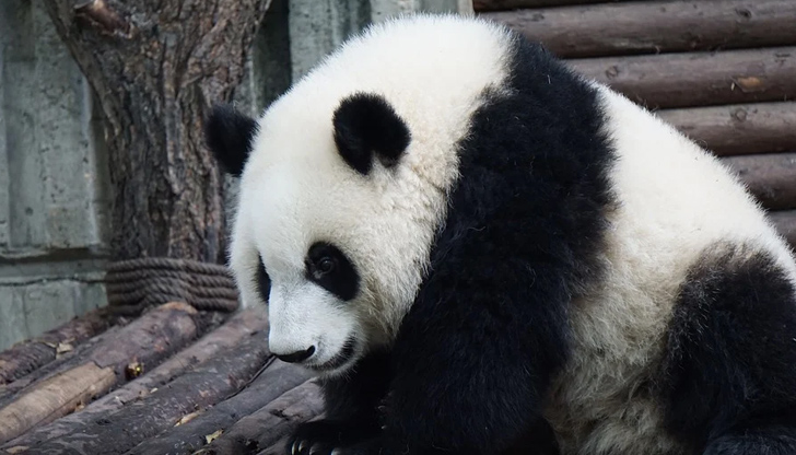 Малките са тежали съответно 132 грама и 91 грамаГигантска панда