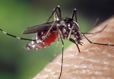 Причината за намаляване на популацията на комари е по честото третиранеДрастично