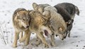 Вълците ще бъдат повторно въведени в най-старите планини на Румъния
