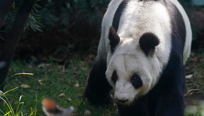 Китай отдава големи панди на възраст 10 - 15 години