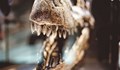 Учени изследват зъби на динозаври, за да разберат менюто им