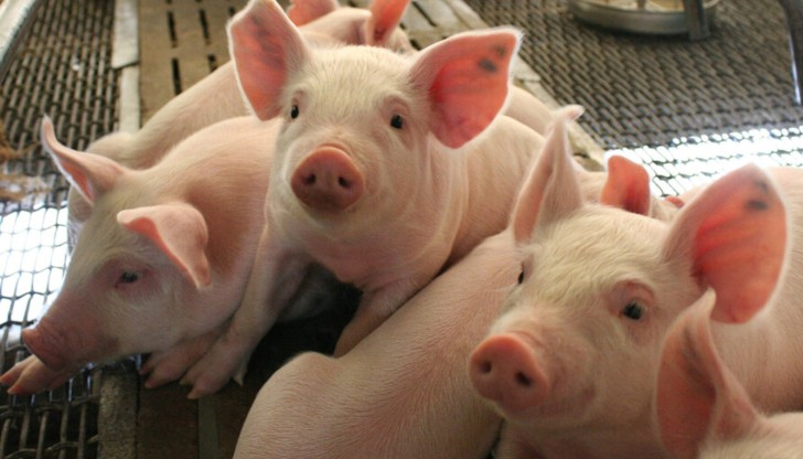 От 2003 година насам ампутацията на свински опашки е забранена