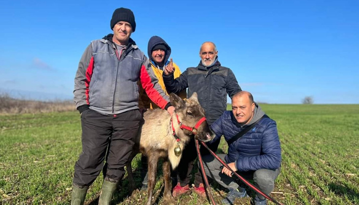 Мъжете открили елена в гората между селата Дянково и ЛипникСеверният