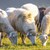 Стадо овце изяде около 100 килограма канабис в Гърция