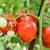 Растенията, които не бива да засаждате до доматите