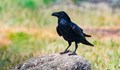 Немски изследователи: Враните могат да броят "на глас"