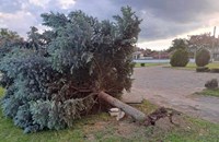 Силният вятър събори дървета в Стралджа