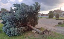Силният вятър събори дървета в Стралджа