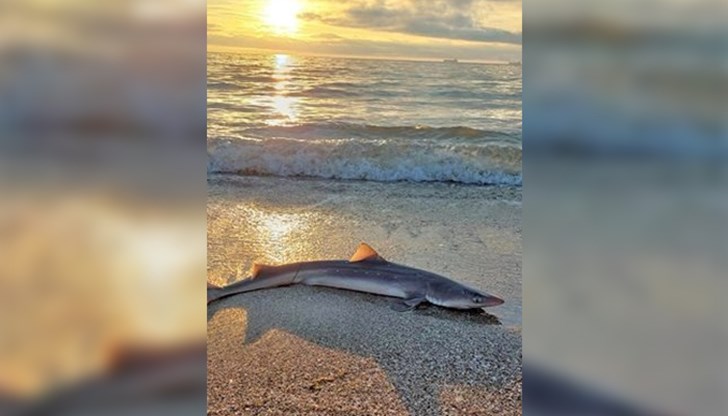 Водният звяр изплува на брега на Северния плаж под Летния театър за шок и ужас на присъстващите