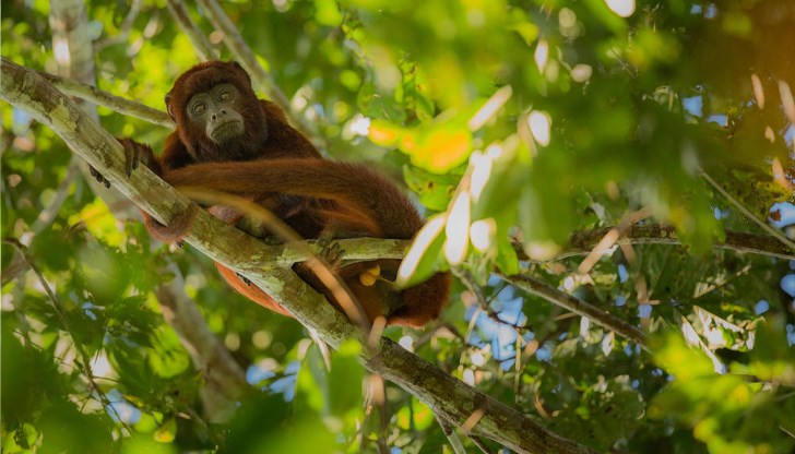 Открити са най-малко 138 мъртви маймуни от вида мексикански мантиев ревач