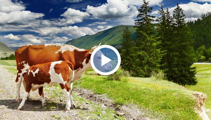Кравите дават все по-малко количество мляко