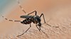 Тигрови комари в Европа: Рязко увеличение на случаите на треска от денга