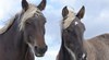 Десетки коне са мъртви след пожар в конезавод в Нормандия