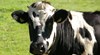 Дания въвежда "данък крава"