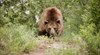 Търсят мечката, слязла в софийския квартал "Бояна"