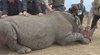 Инжектират радиоактивно вещество в роговете на носорози
